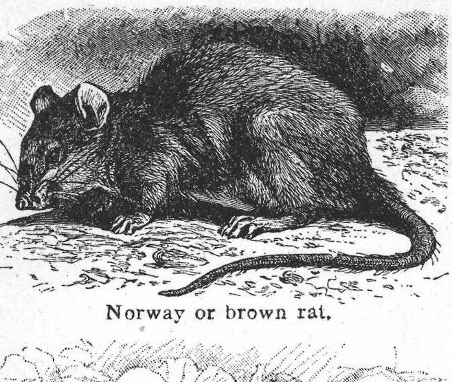 Norway or brown rat. Rats