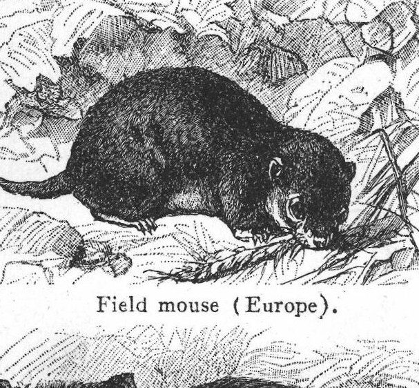 Field mouse, Europe. Rats