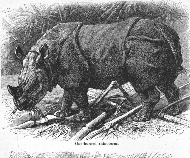 One-horned rhinoceros