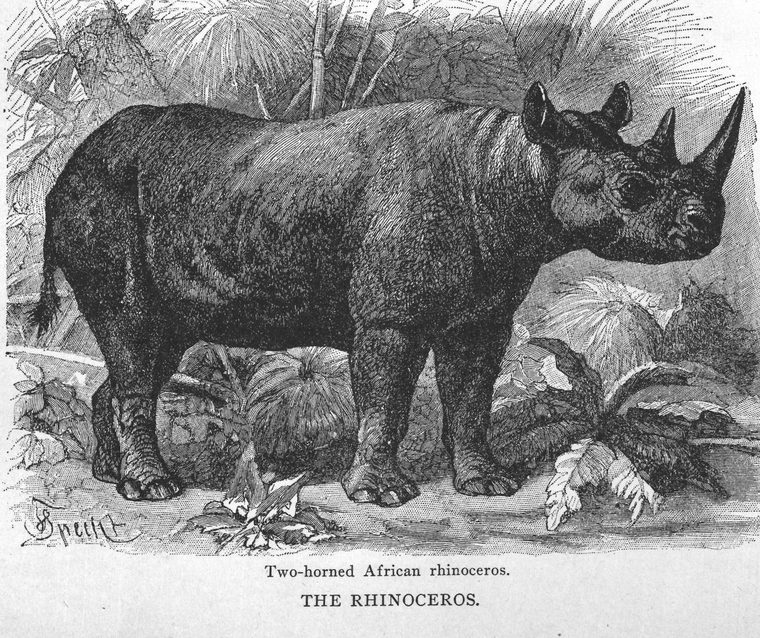 Two-horned African rhinoceros. the rhinoceros