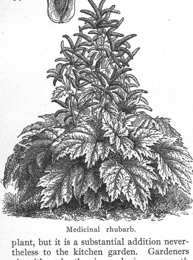 Medicinal rhubarb