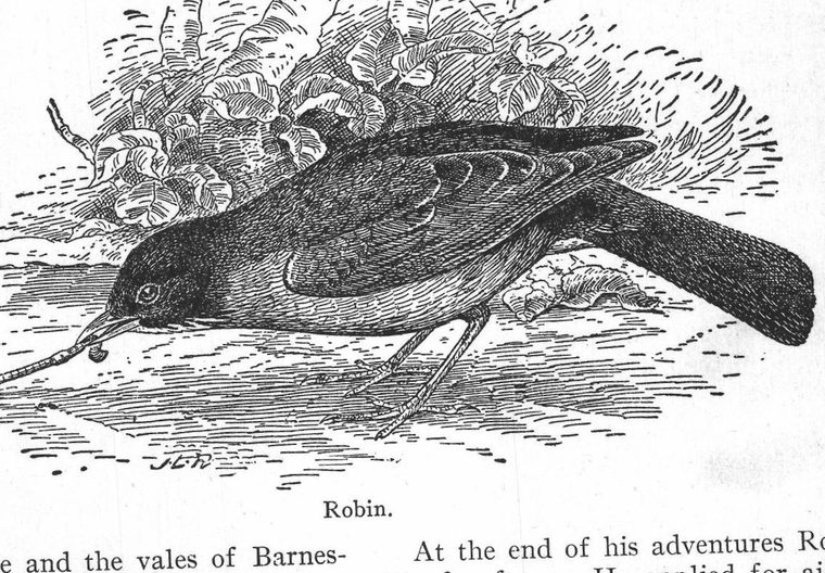 Robin