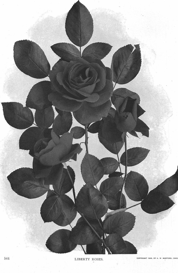 Liberty roses. Rose