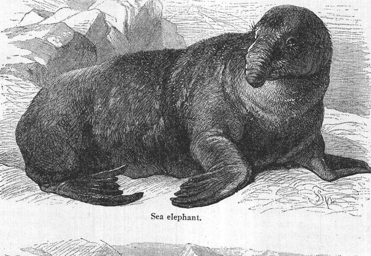 Sea elephant. the seal