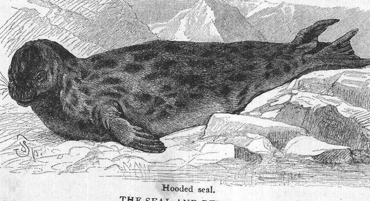 Hooded seal. the seal