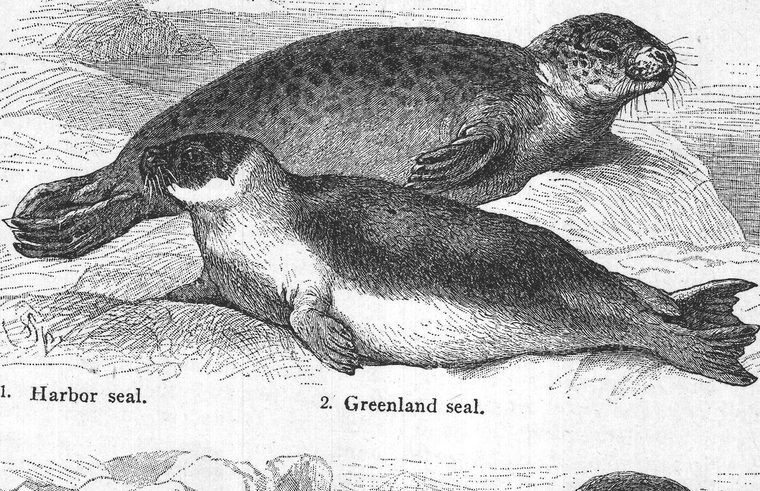 Harbor seal. Greenland seal. the seal