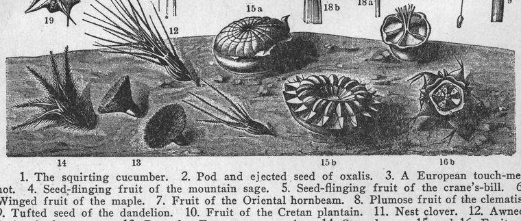 Squirting cucumber. Winged fruit of the maple. Tufted seed of the dandelion. Seeds