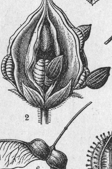 Seed