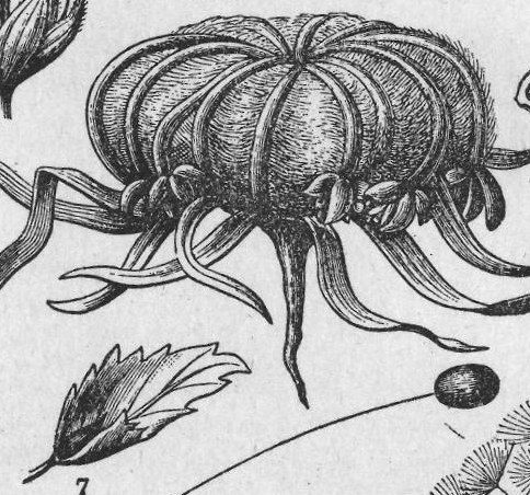 Seed
