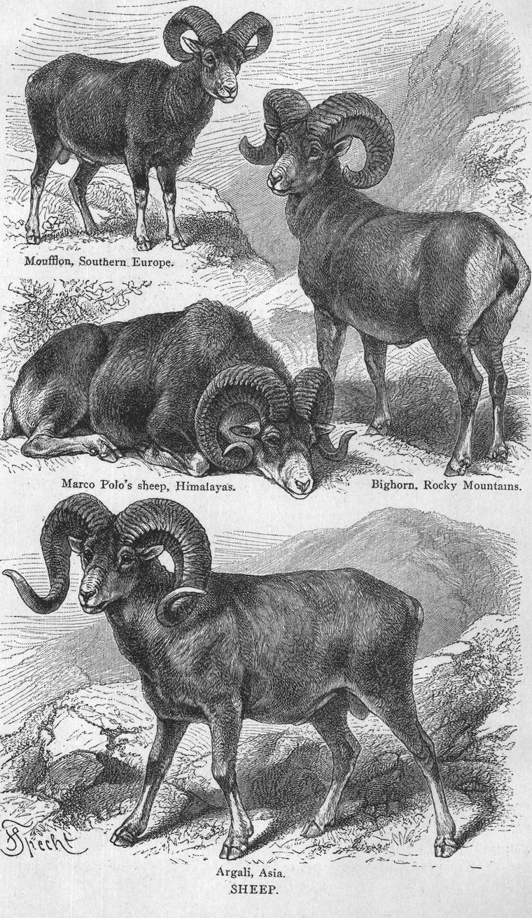 Argali, Asia. Sheep