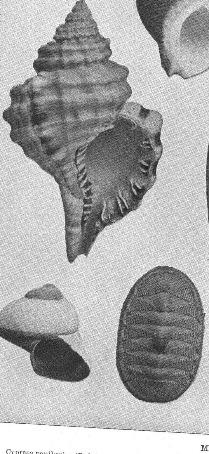 Shell