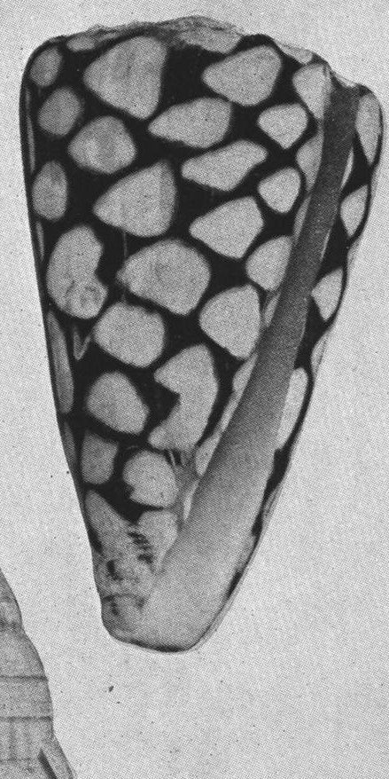 Shell