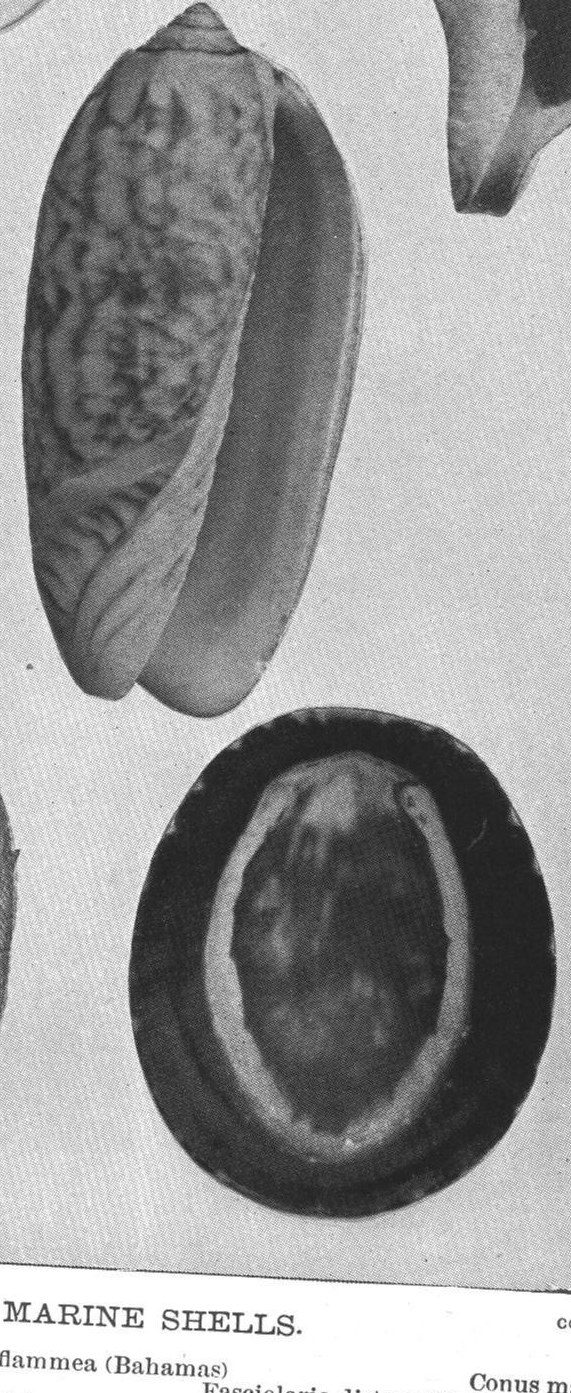 Marine shells. Conus. Fasciolaria