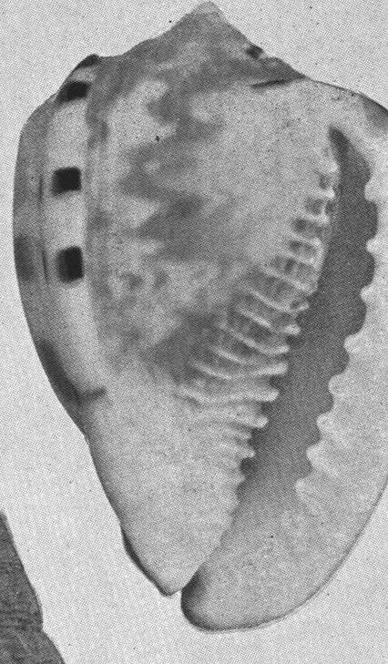 Shell