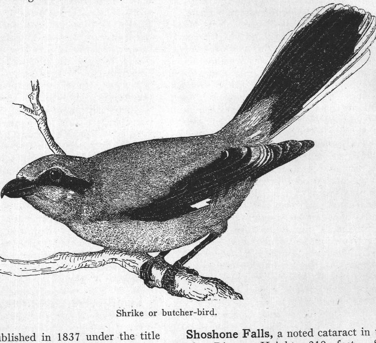 Shrike or butcher-bird