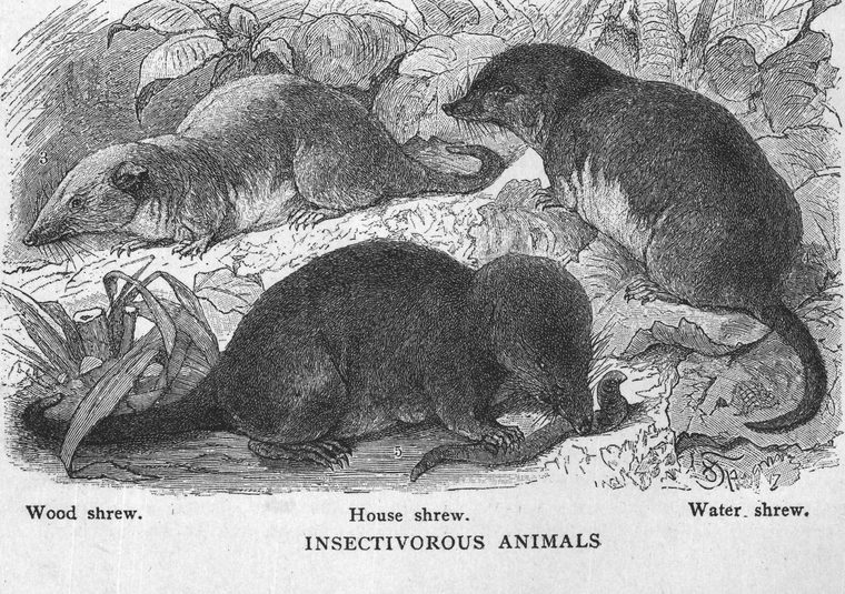 Wood shrew. House shrew. Water shrew. Insectivorous animals