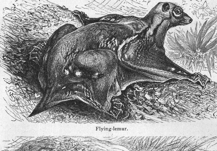 Flying-lemur. Insectivorous animals