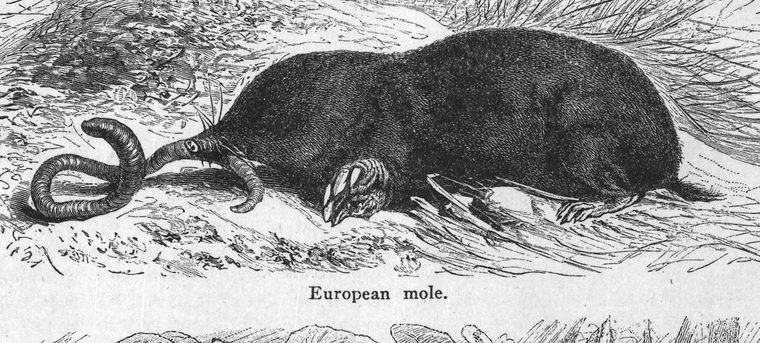 European mole. Insectivorous animals