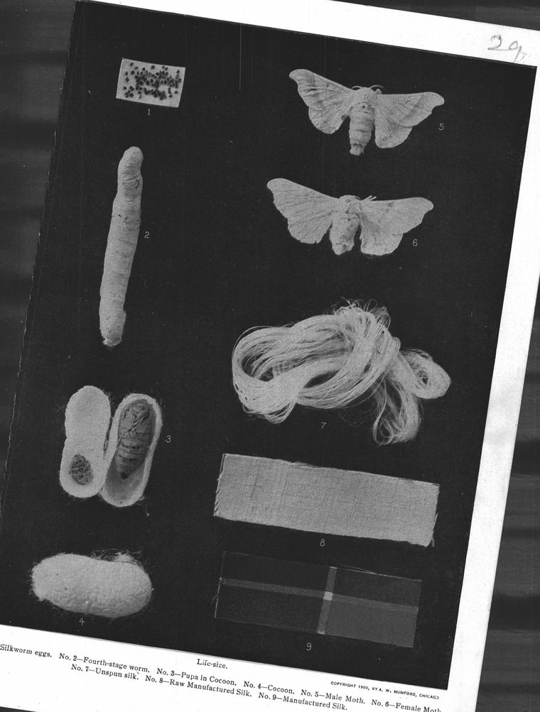 Silkworm eggs. Pupa in Cocoon. Cocoon. Male Moth. Female Moth. Silk