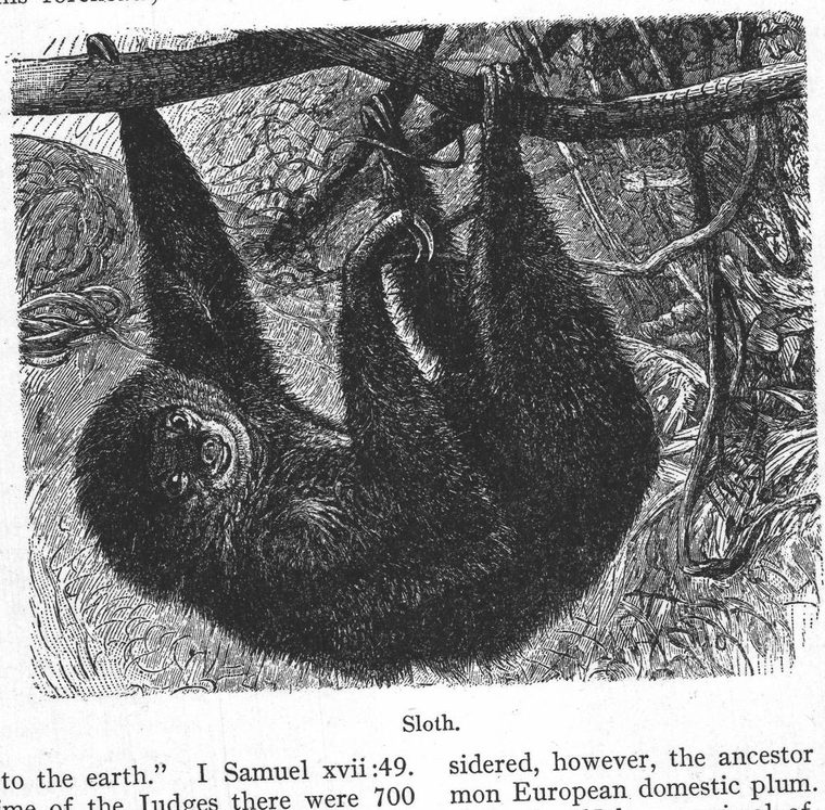 Sloth