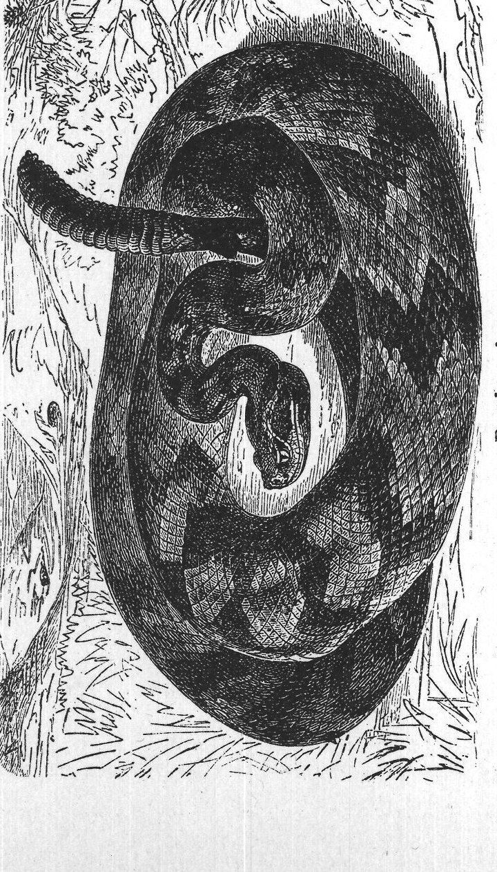 Snakes