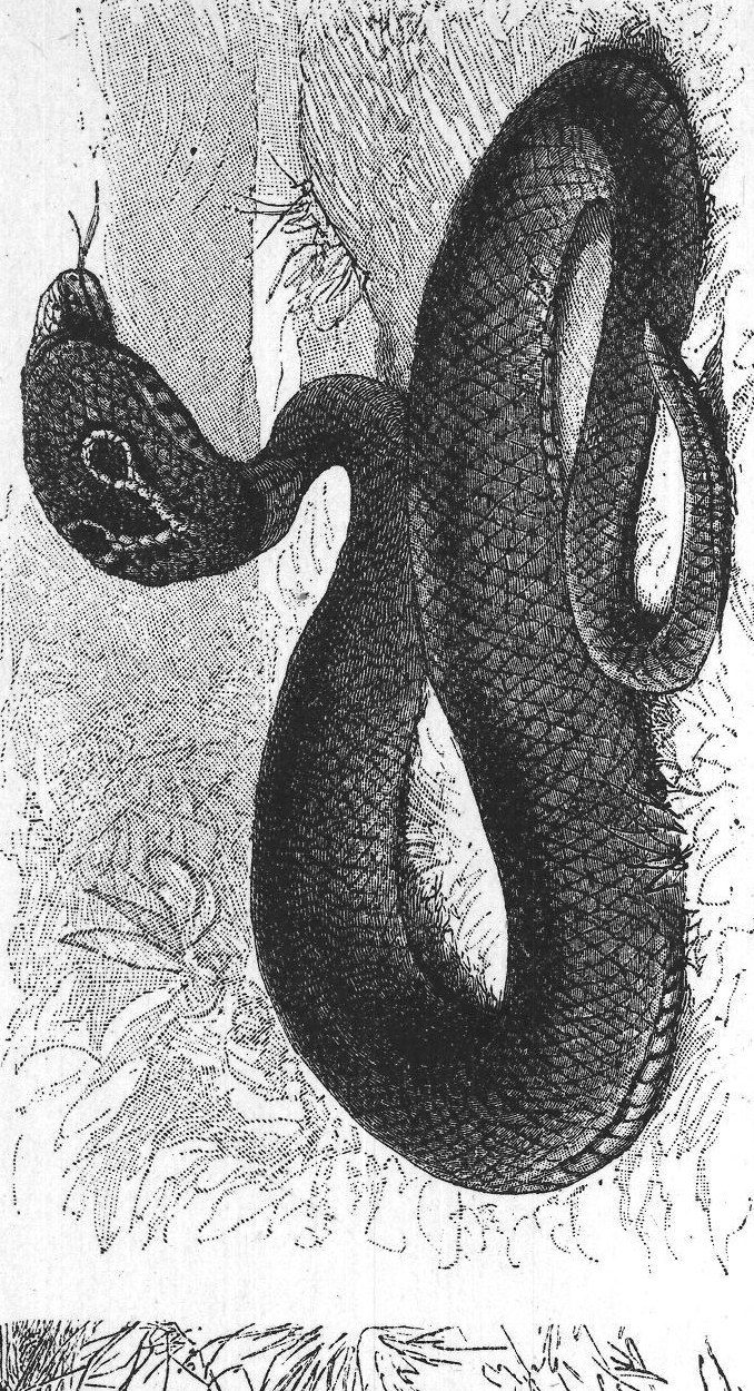 Snakes