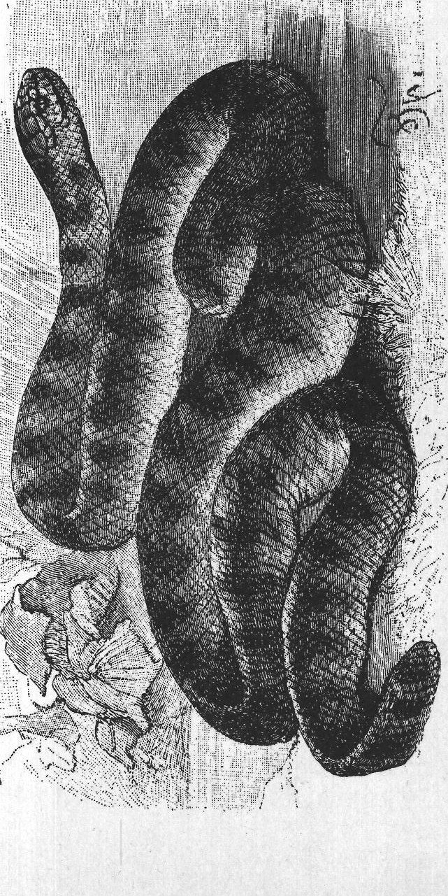 Snakes