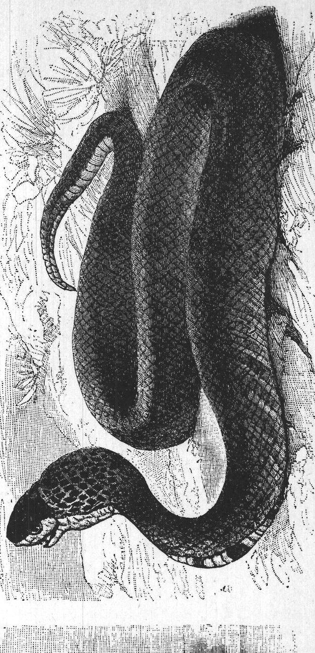 Snakes