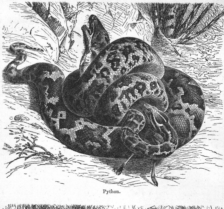 Python. Serpents