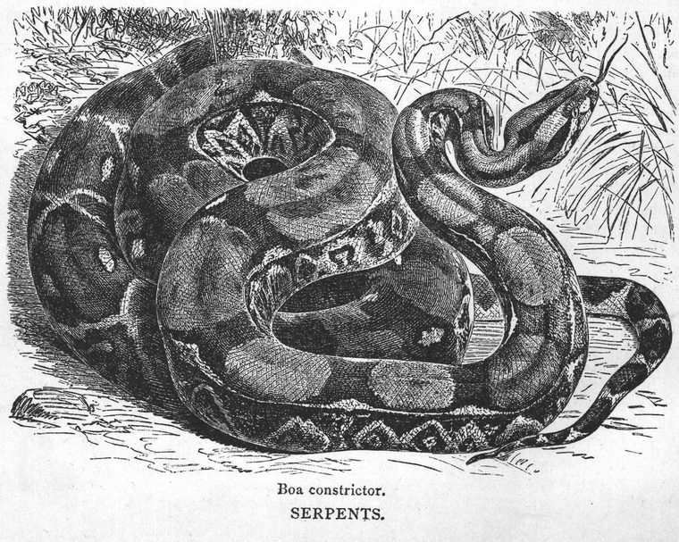 Boa constrictor. Serpents