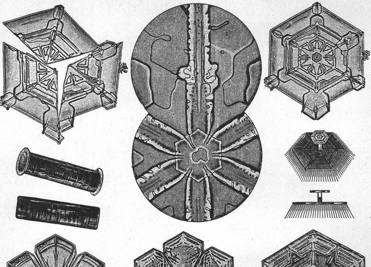 Snowdrop