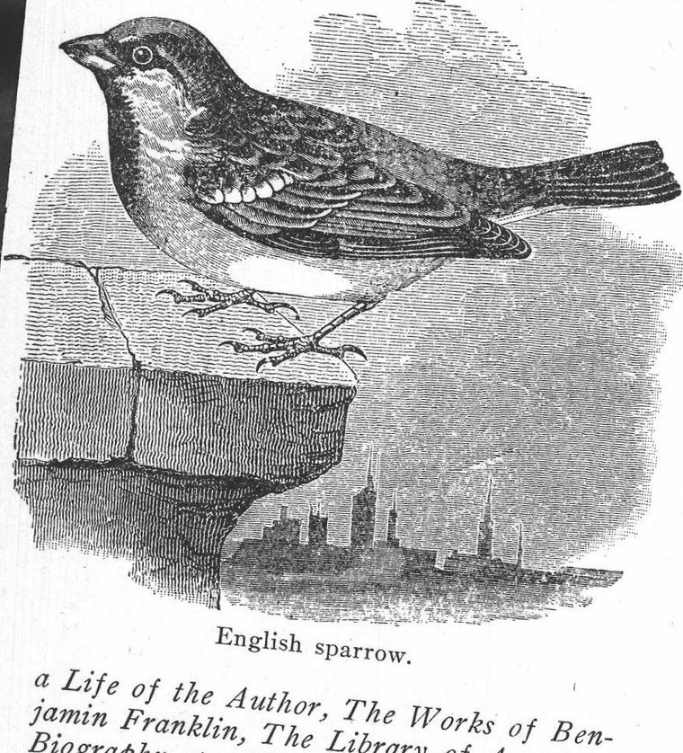 English sparrow