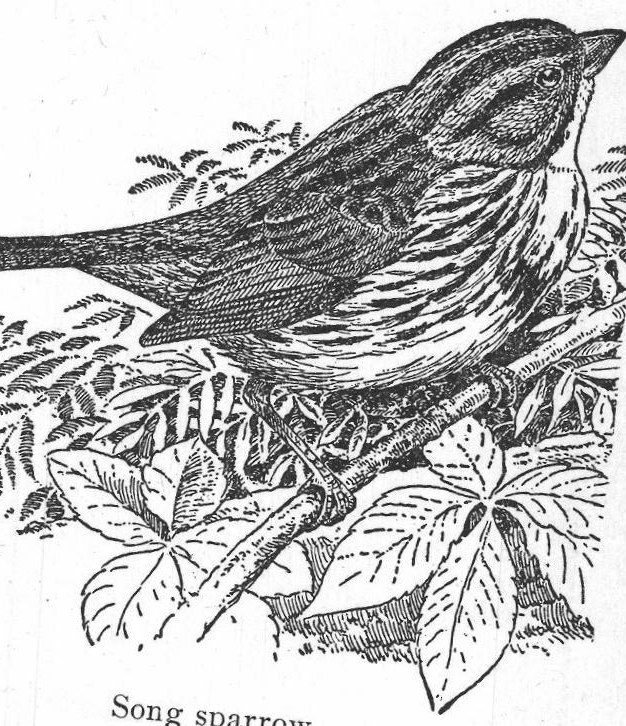 Song sparrow