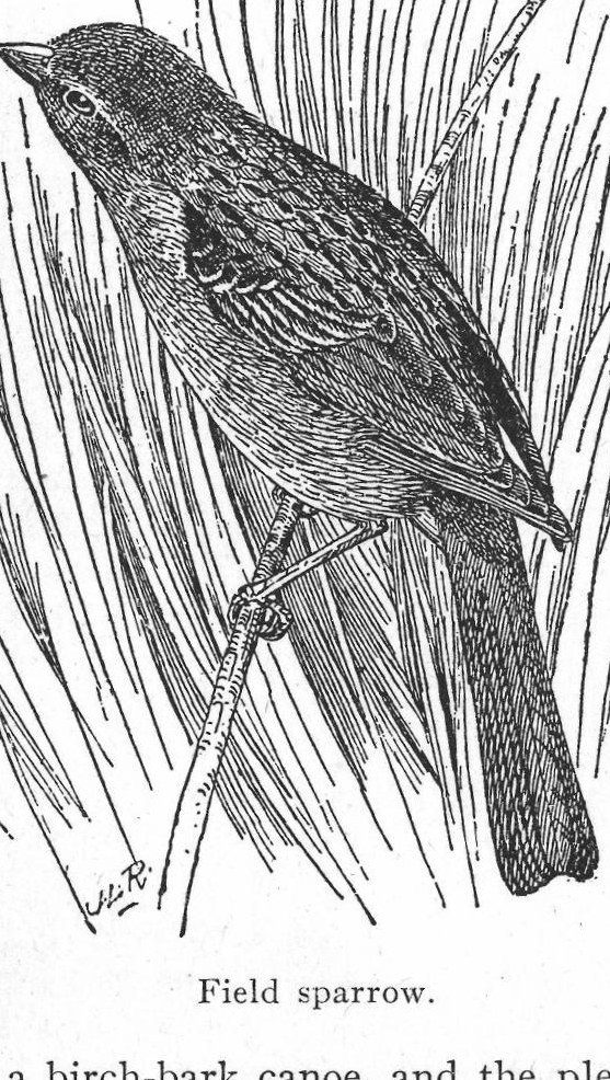 Field sparrow