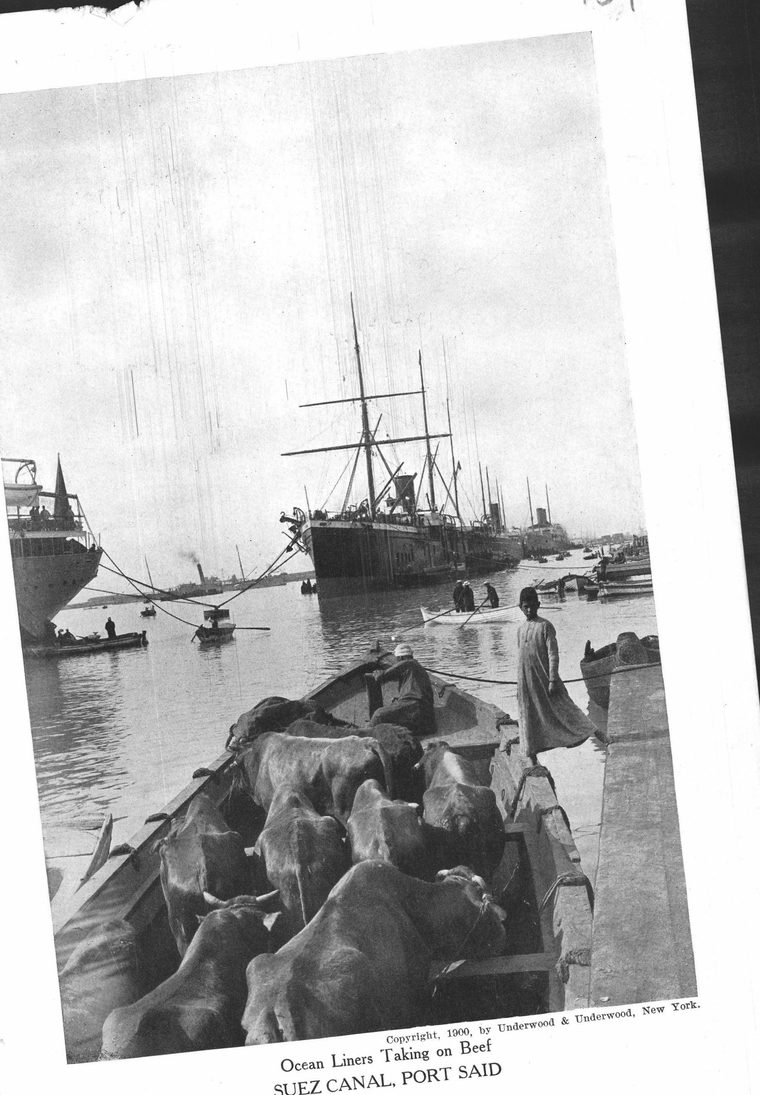 Ocean Liners Taking on Beef. Suez Canal, Port Said