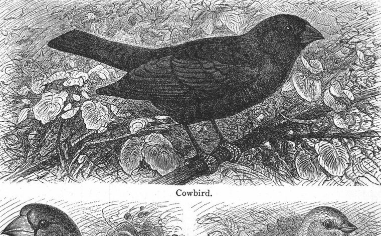 Cowbird
