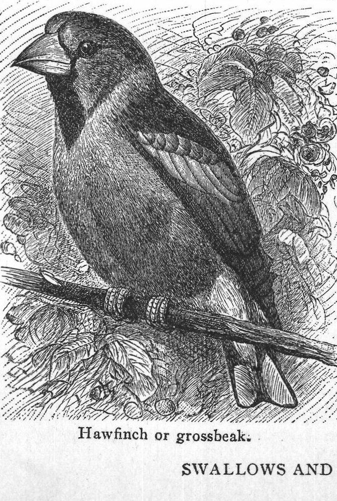 Hawfinch or grossbeak. Swallows and swifts