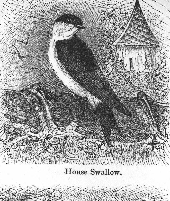House Swallow