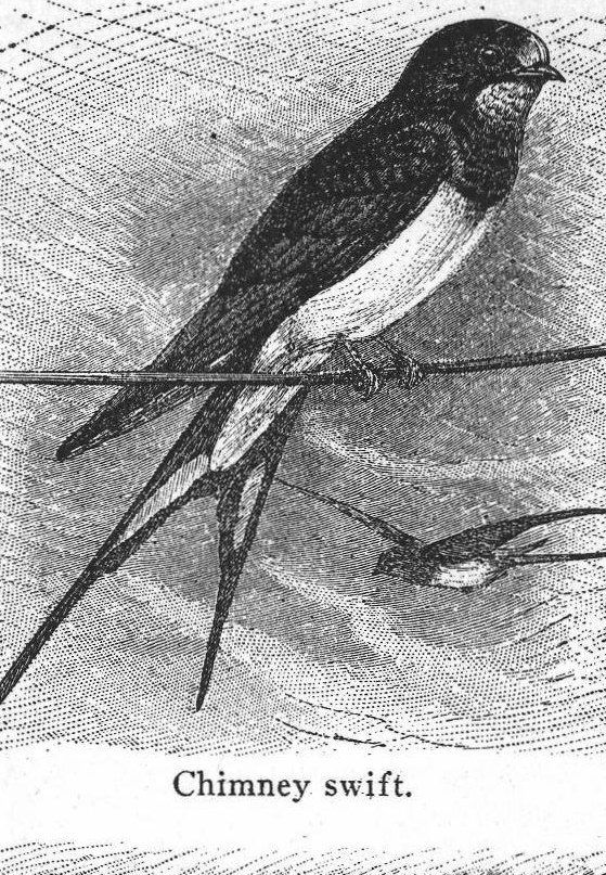 Chimney swift