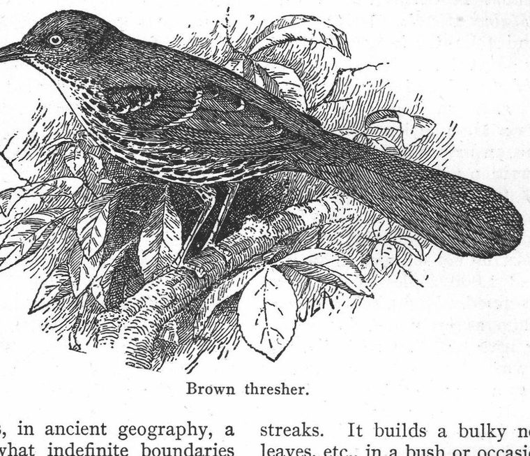 Brown thresher