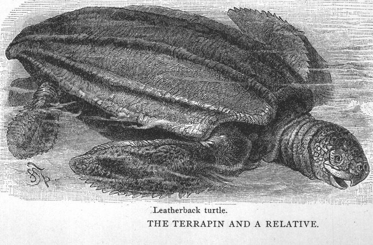 Leatherback turtle. the terrapin and a relative
