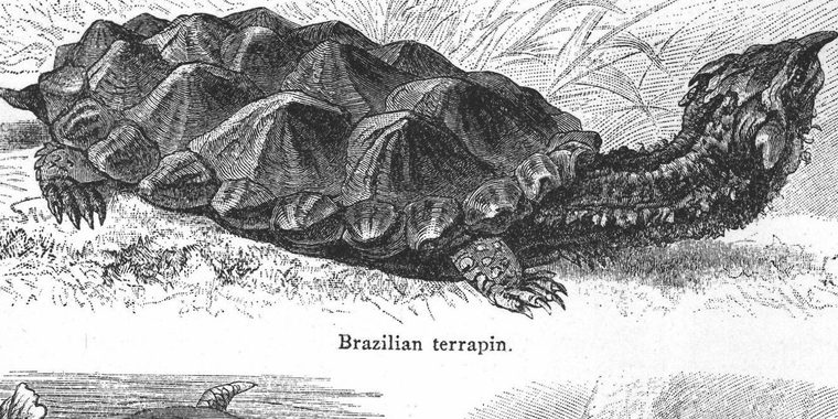 Brazilian terrapin
