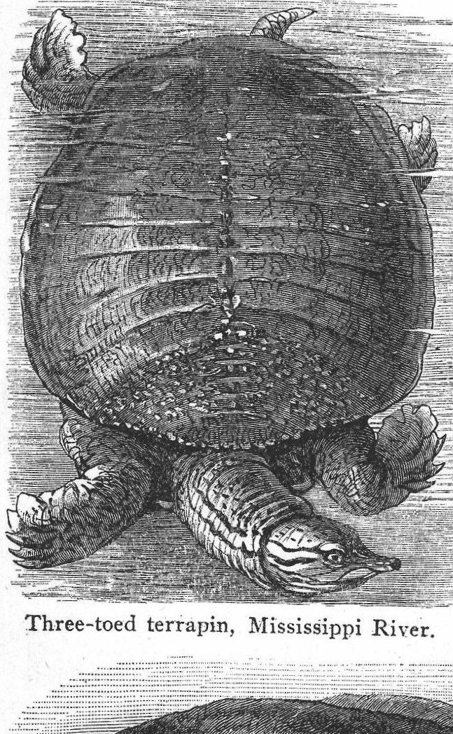 Three-toed terrapin, Mississippi River