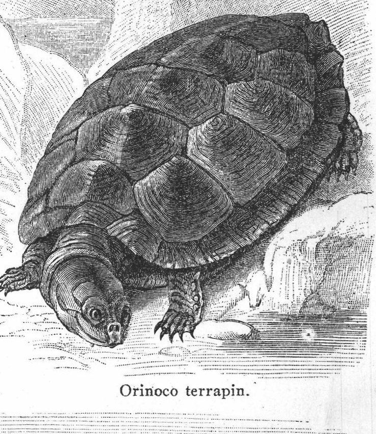 Orinoco terrapin