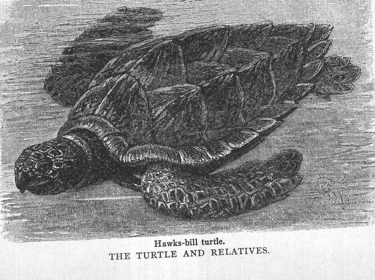 Hawks-bill turtle. the turtle and relatives