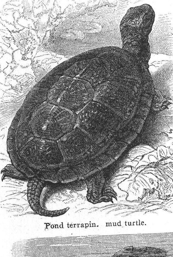 Pond terrapin. Mud turtle