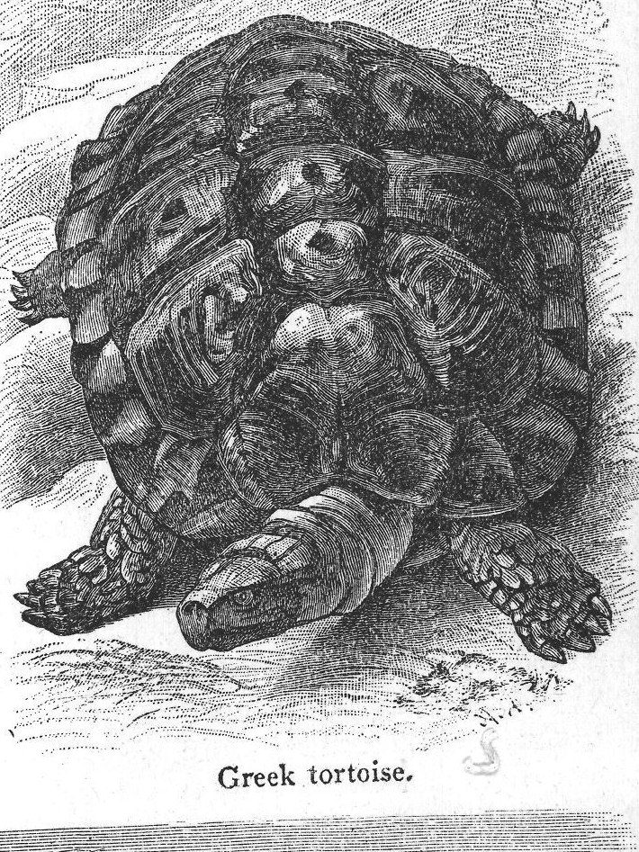 Greek tortoise