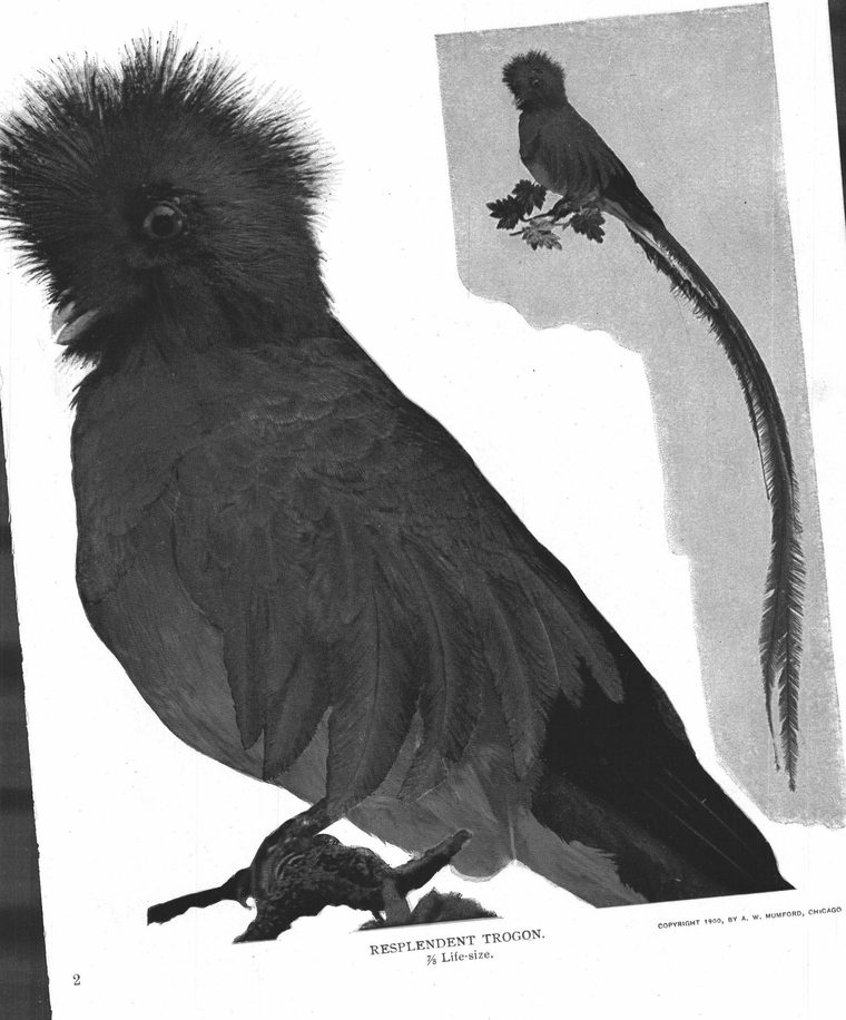 Resplendent trogon