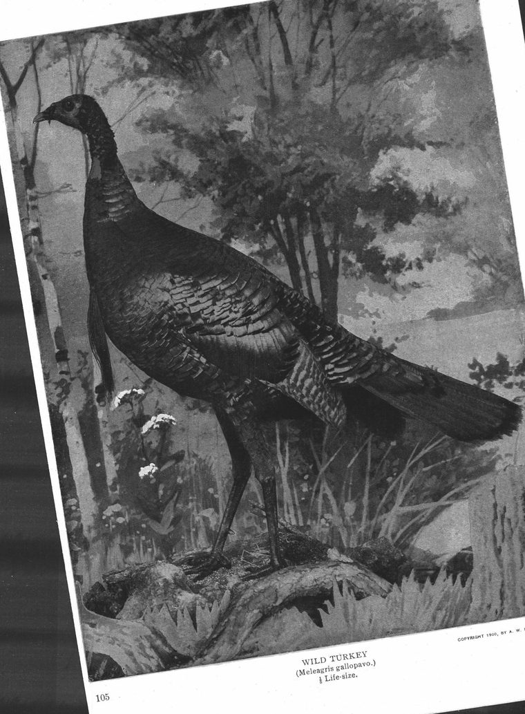 Wild turkey (Meleagris gallopavo)
