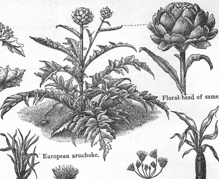 European artichoke. Vegetables commonly used